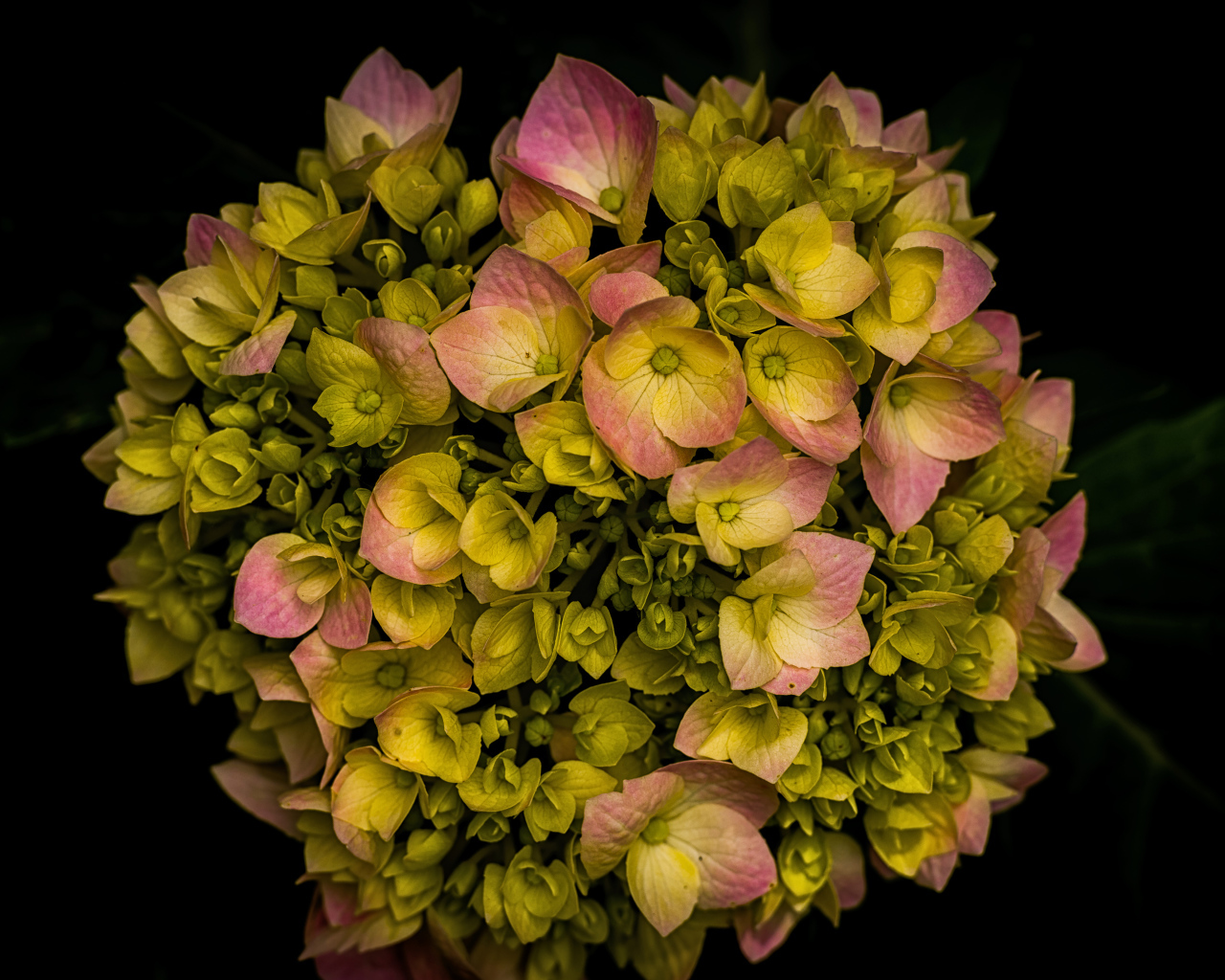 Розовый цветок гортензии распускается на черном фоне