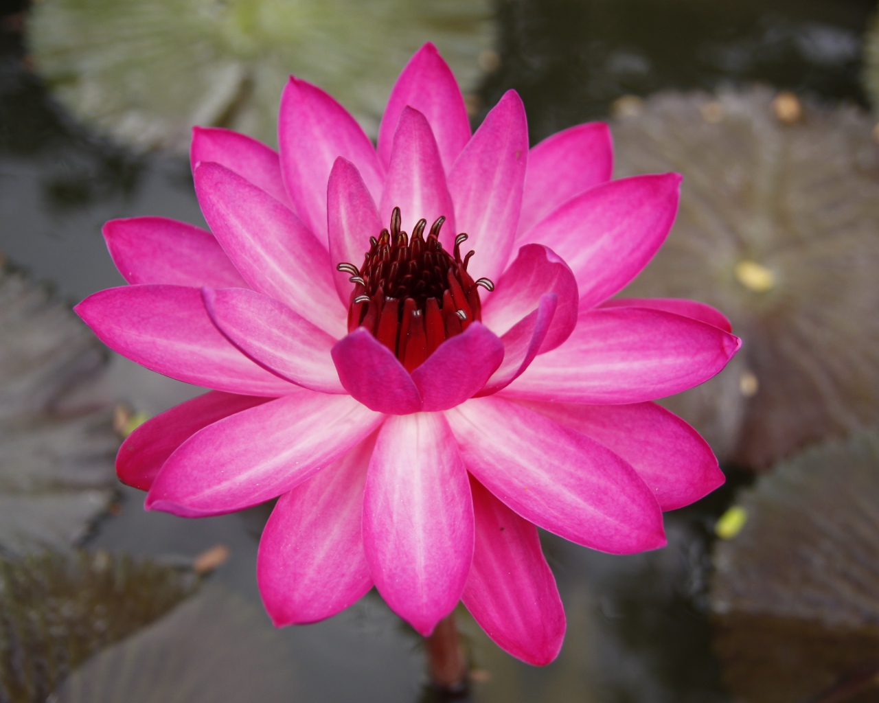 Розовый цветок лотоса с листьями в воде