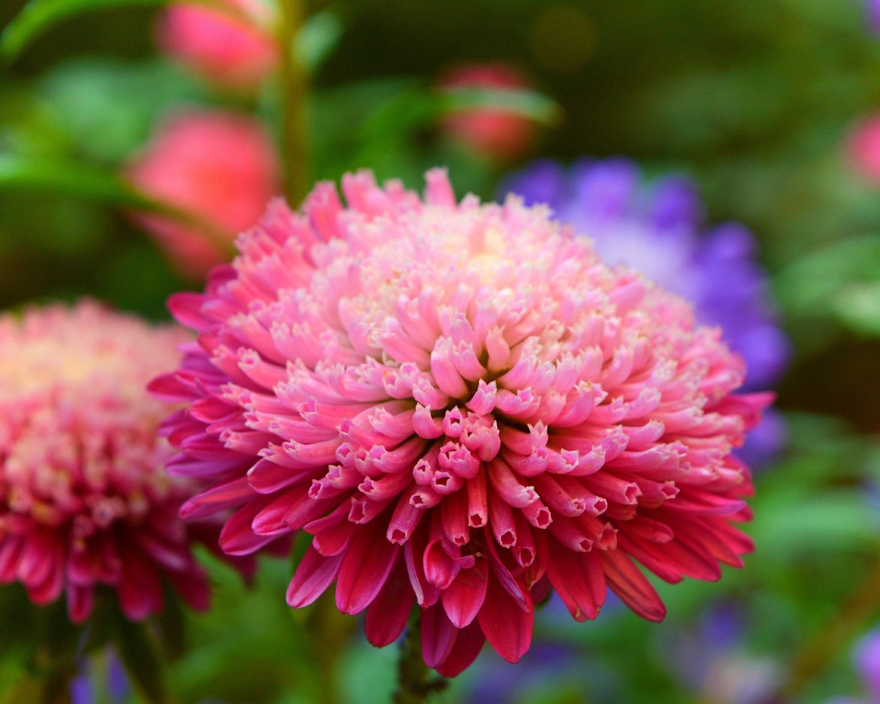 Розовый пышный цветок астры крупным планом