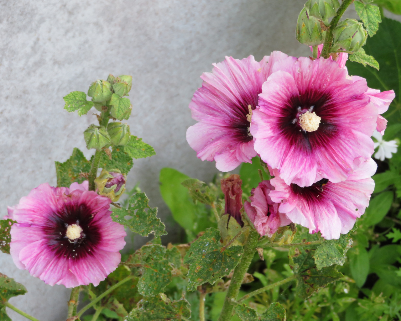 Розовые цветы мальва у стены