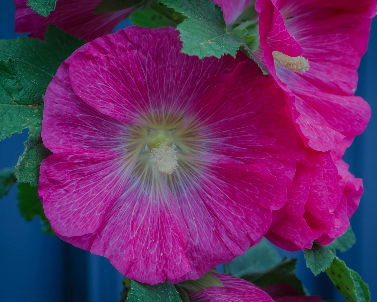 Розовые цветы мальвы с зелеными листьями крупным планом