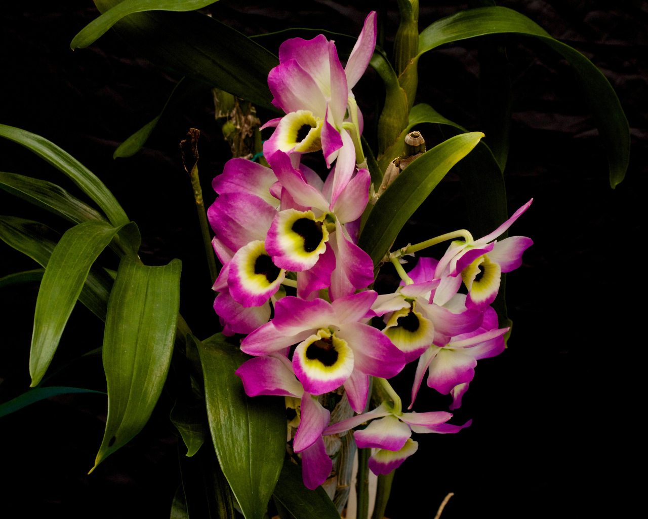 Розовые цветы орхидеи с зелеными листьями на черном фоне