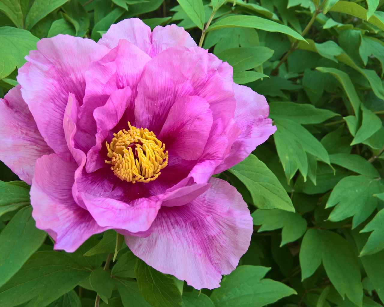 Розовый цветок пиона на клумбе крупным планом