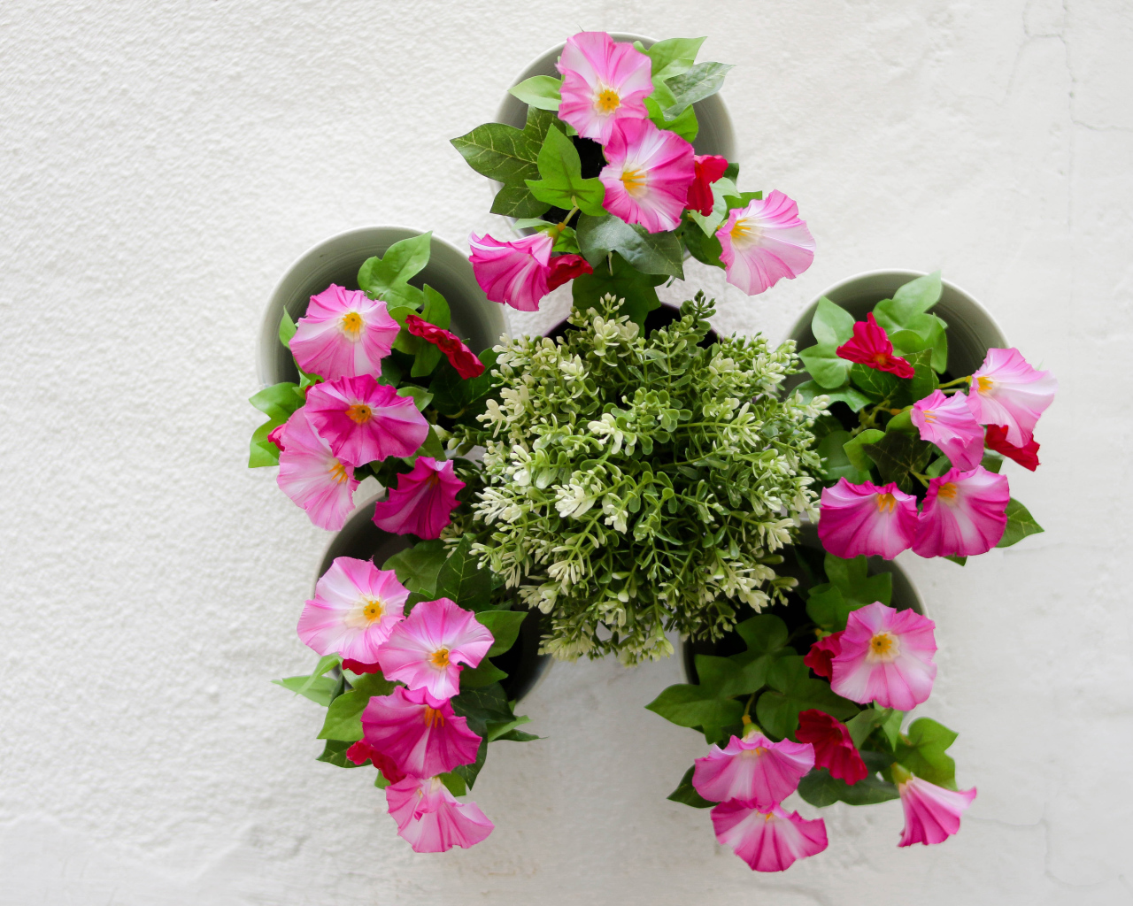 Розовые цветы петунии на сером фоне