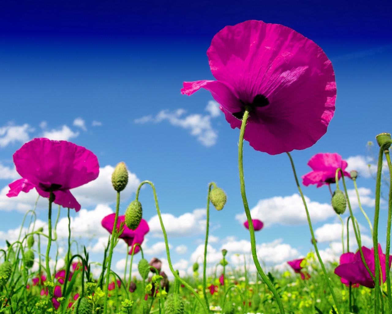 Розовые маки на фоне голубого неба 