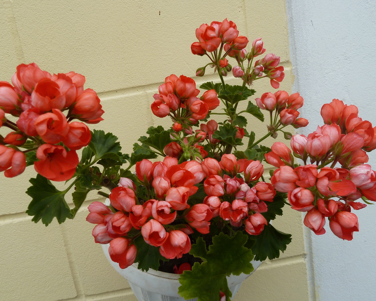 Розовые комнатные цветы герань в горшке