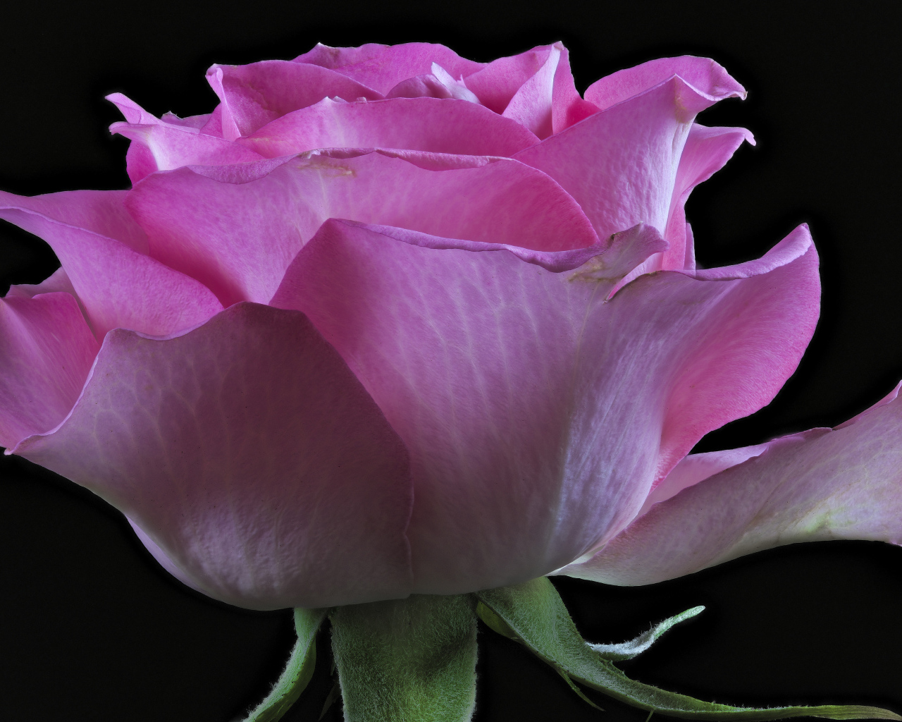 Розовая роза с нежными лепестками на черном фоне