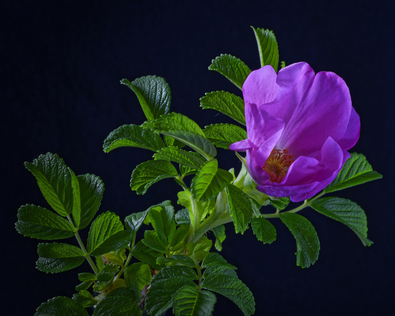 Розовая роза с зелеными листьями на синем фоне