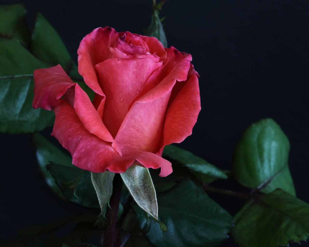 Розовая роза с крупными зелеными листьями на сером фоне