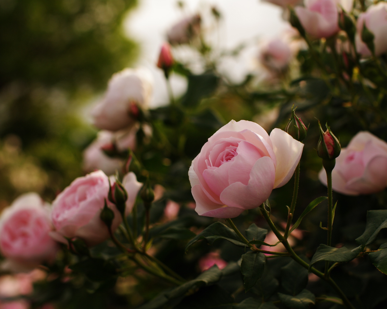 Розовые розы с бутонами на клумбе 