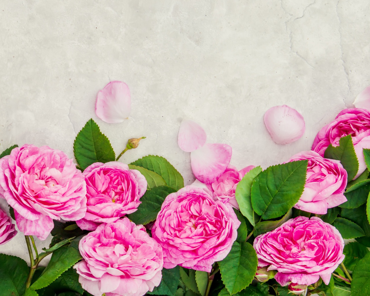 Розовые розы с лепестками на сером фоне