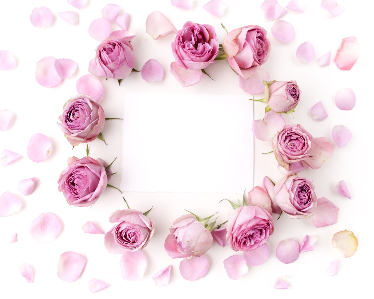 Розовые розы с лепестками на белом фоне с листом бумаги 