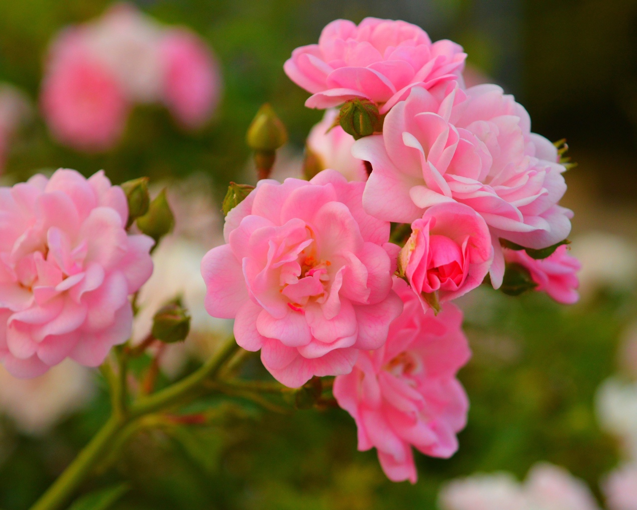 Розовые мелкие розы с бутонами на клумбе