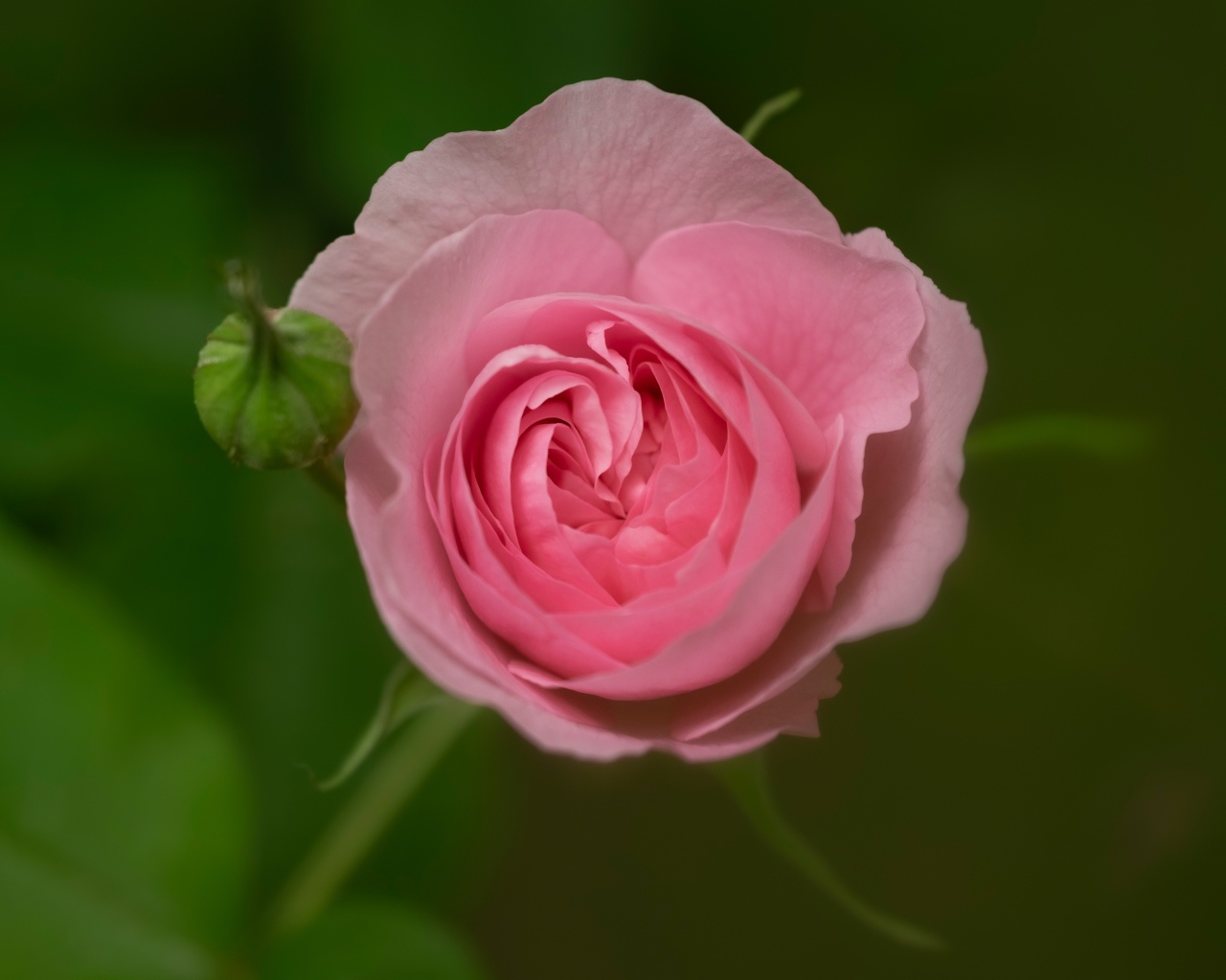 Розовая нежная роза с бутоном крупным планом