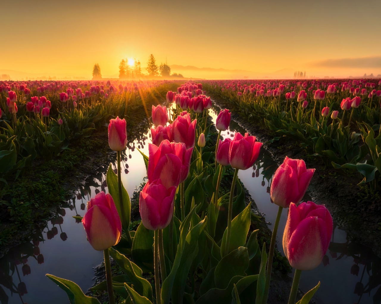 Розовые тюльпаны на рассвете после дождя 