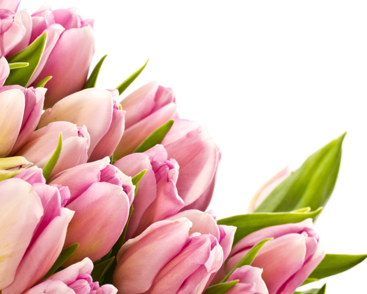 Розовые тюльпаны с зелеными листьями на белом фоне 