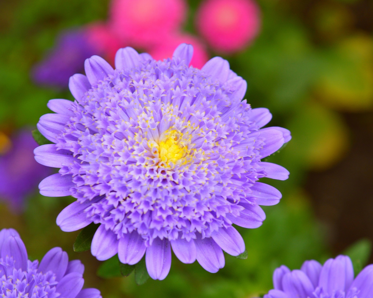 Фиолетовый цветок астры крупным планом