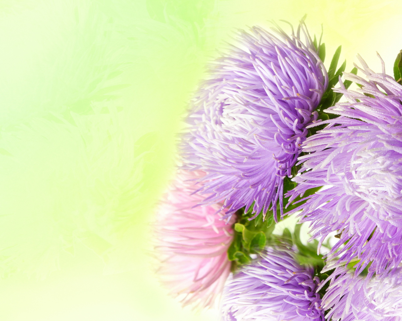 Фиолетовые астры на зеленом фоне