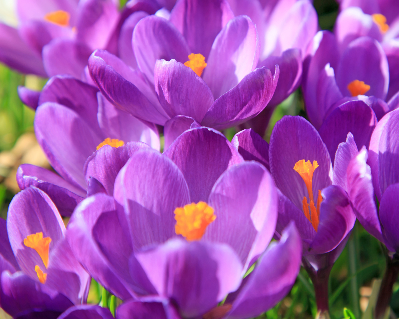 Фиолетовые крокусы в лучах солнца крупным планом