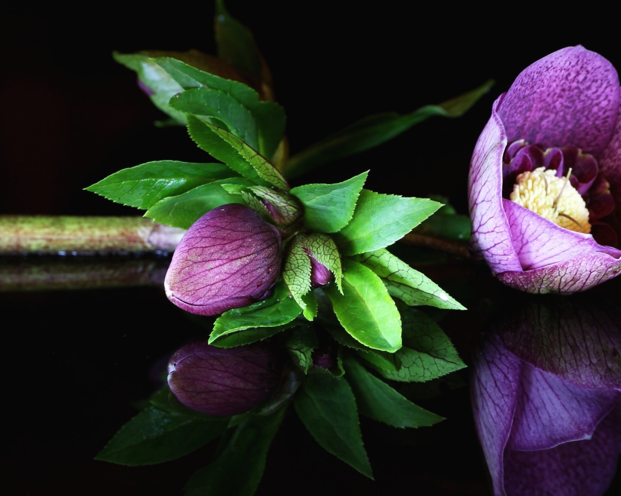 Фиолетовый цветок морозник на черном фоне