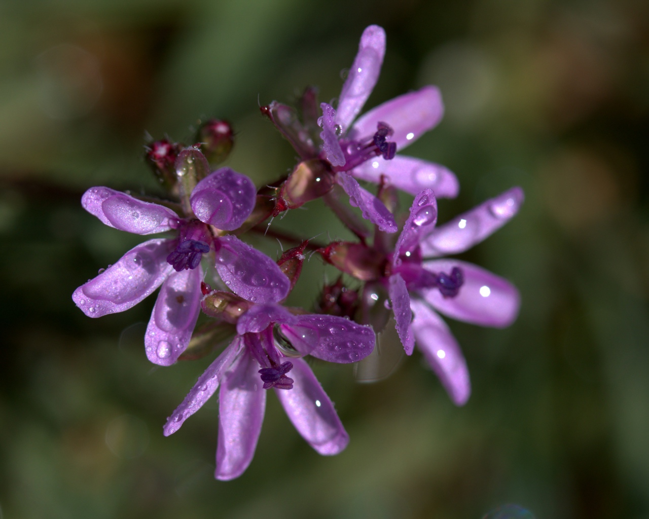 Фиолетовый цветок петрея в каплях росы