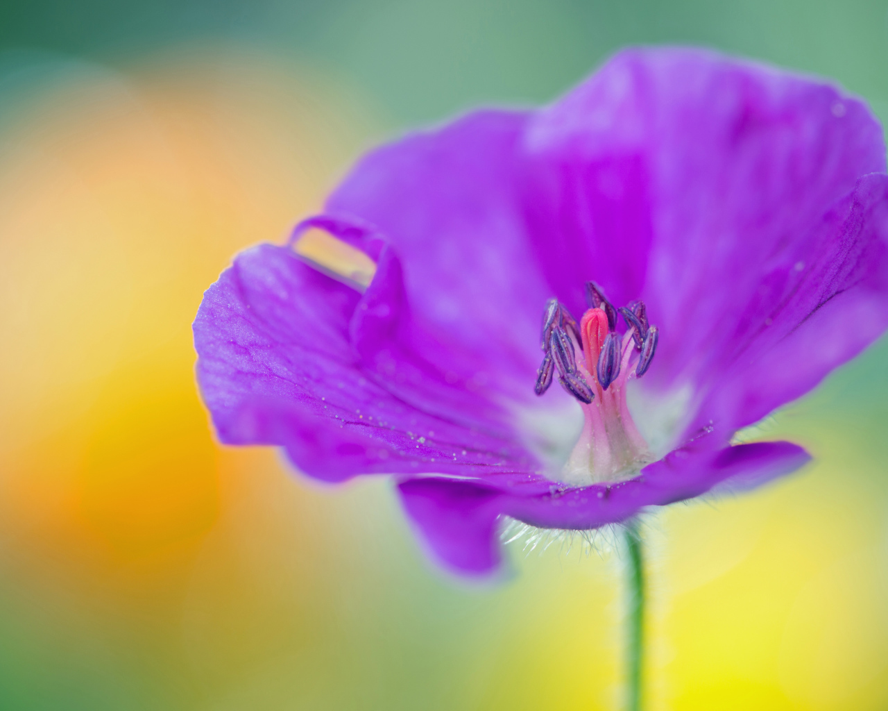 Фиолетовый цветок герани крупным планом