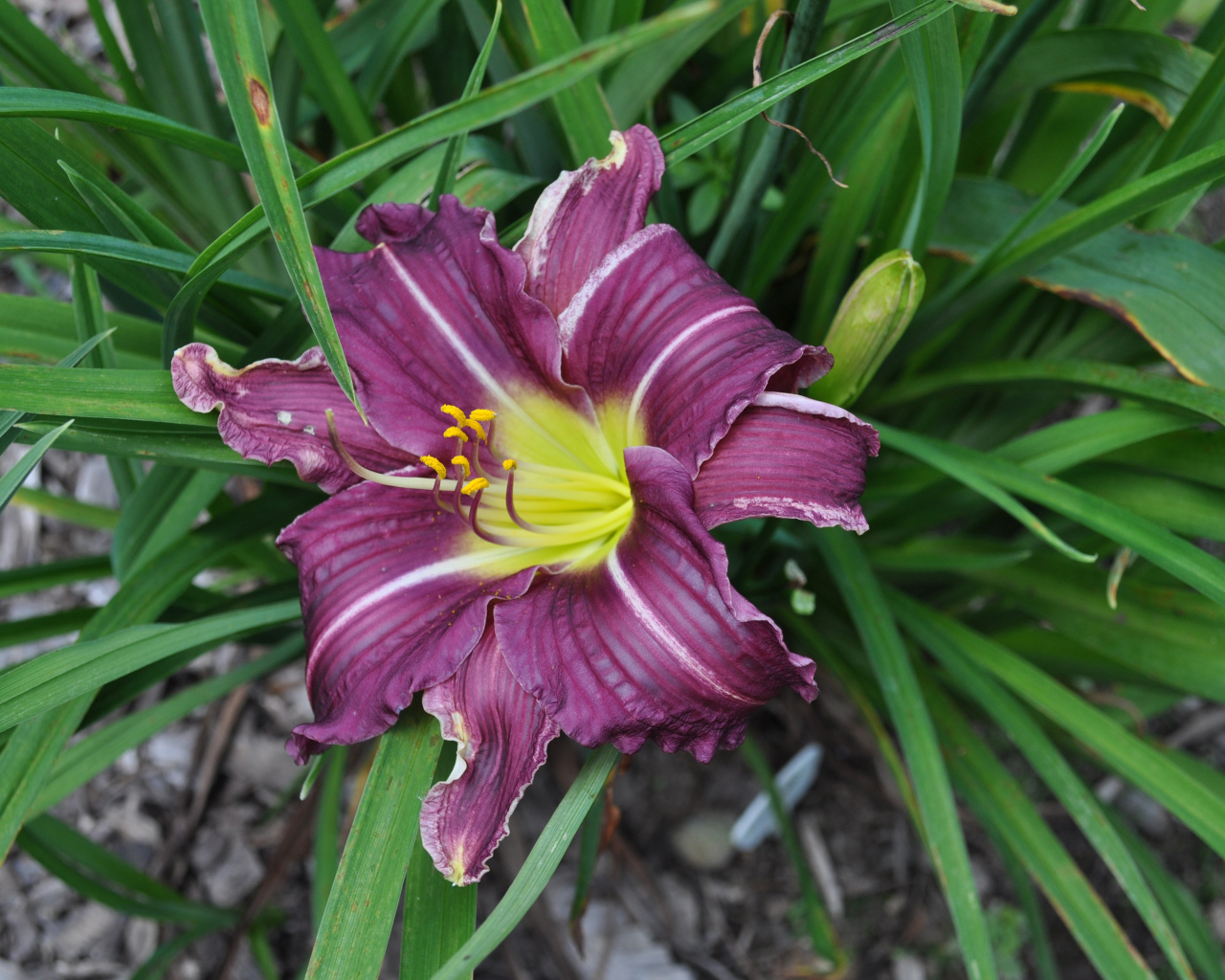 Фиолетовая лилия в зеленых листьях 