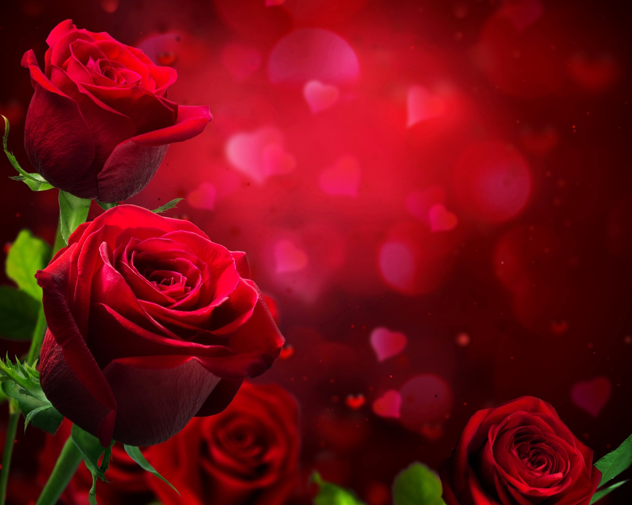 Красные английские розы на красном фоне