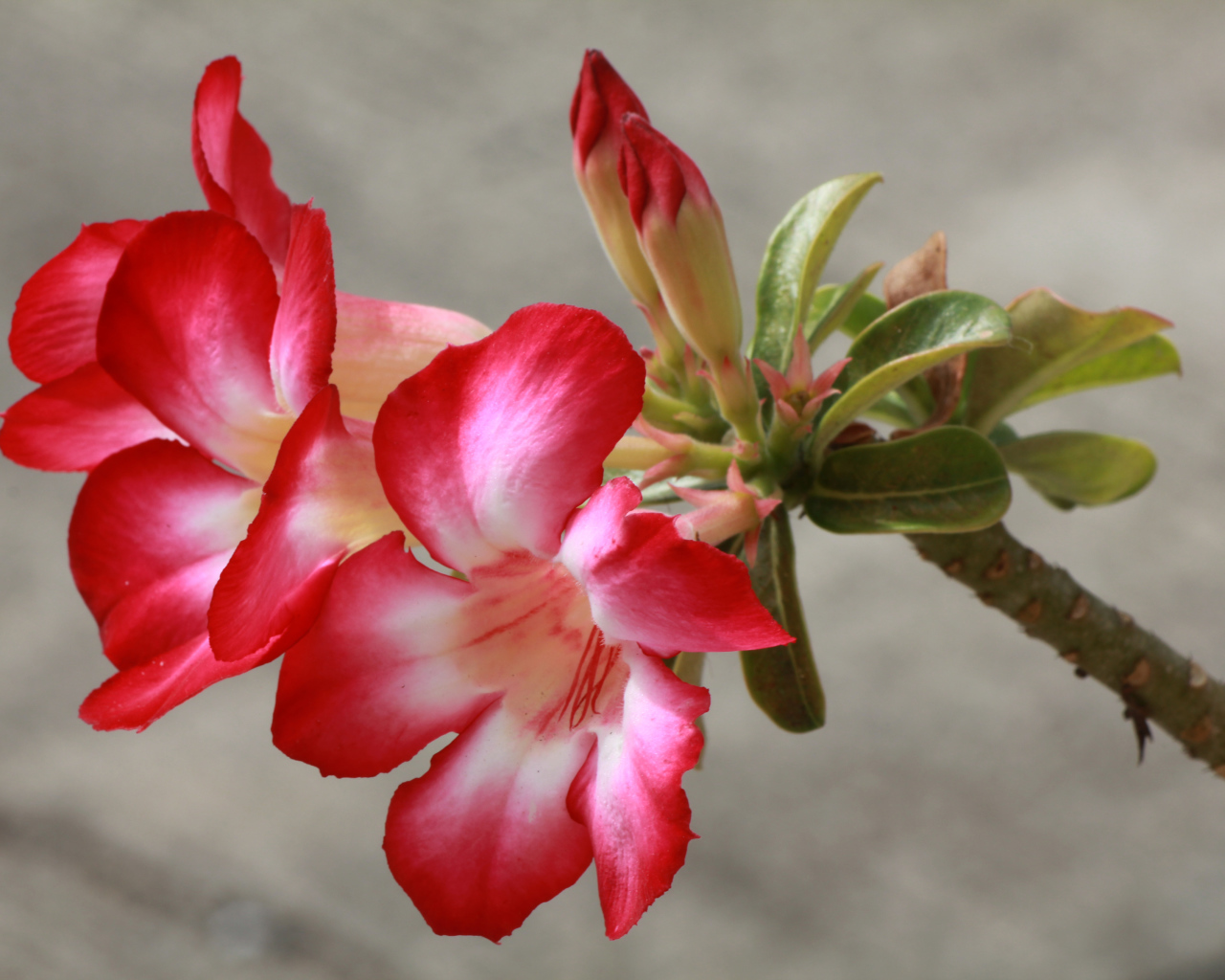 Красные с белым цветы кампсис с бутонами на ветке