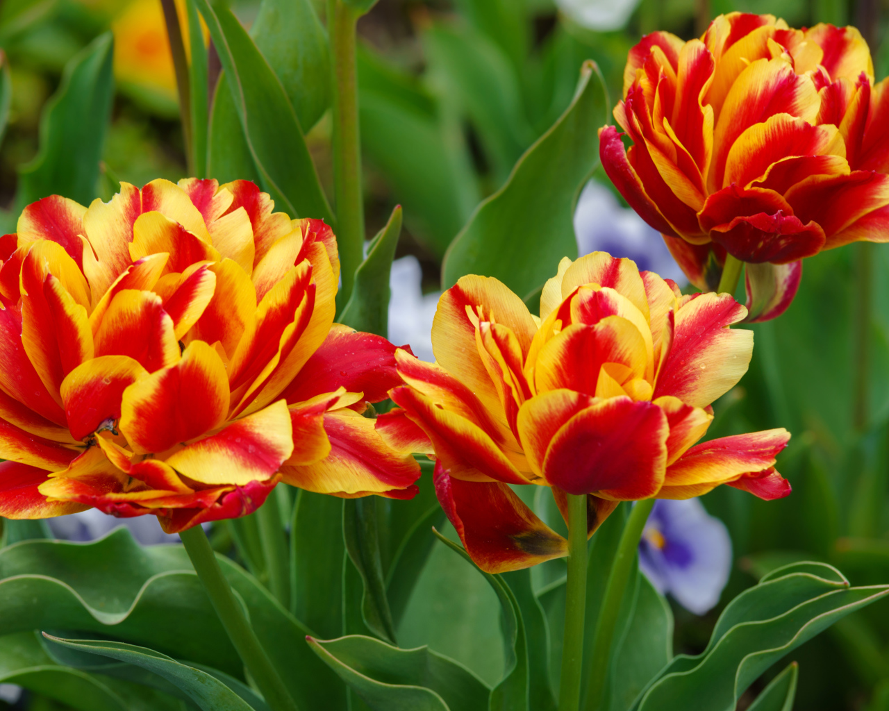 Красные с желтым цветы тюльпаны на клумбе