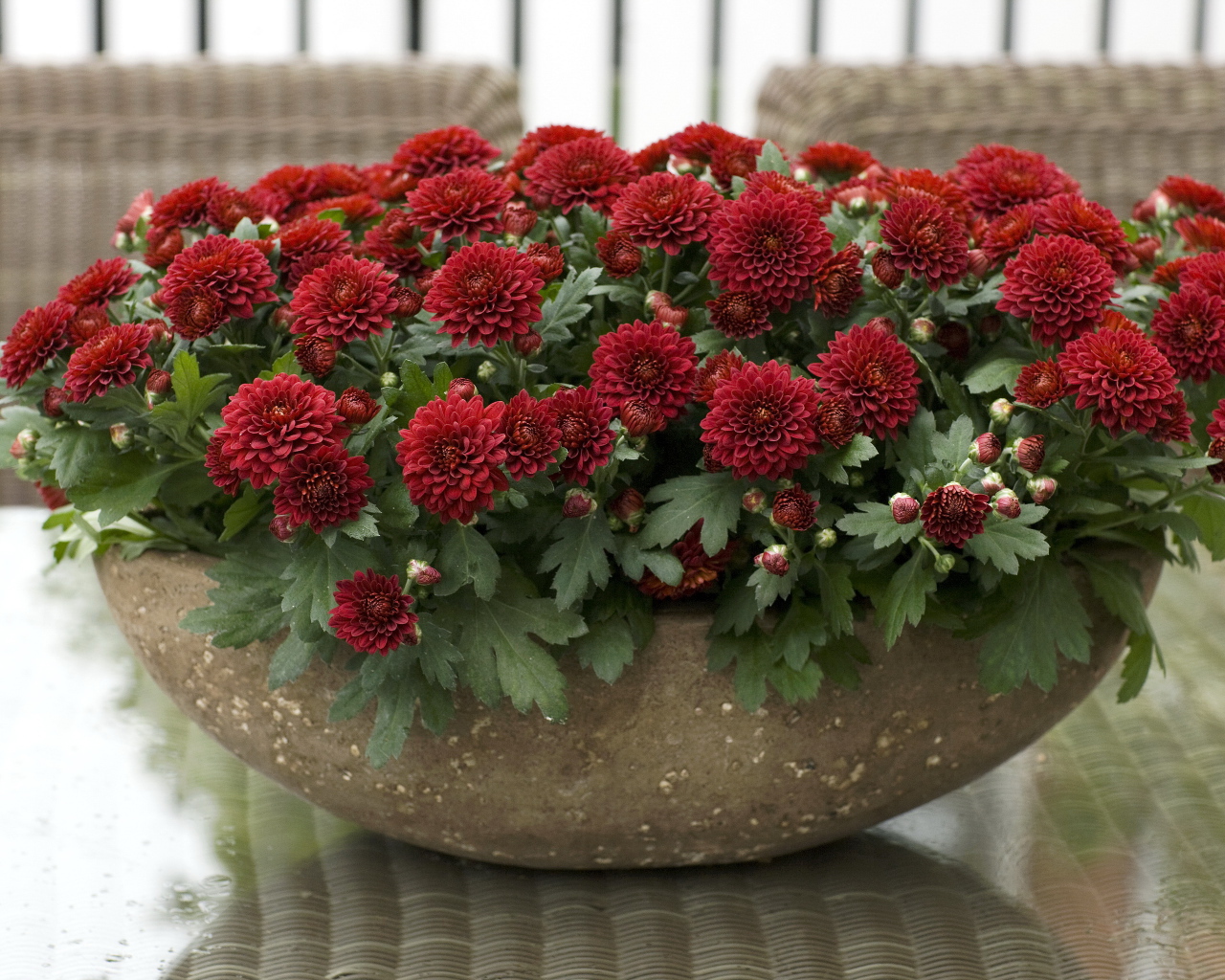 Красные красивые цветы хризантемы на клумбе