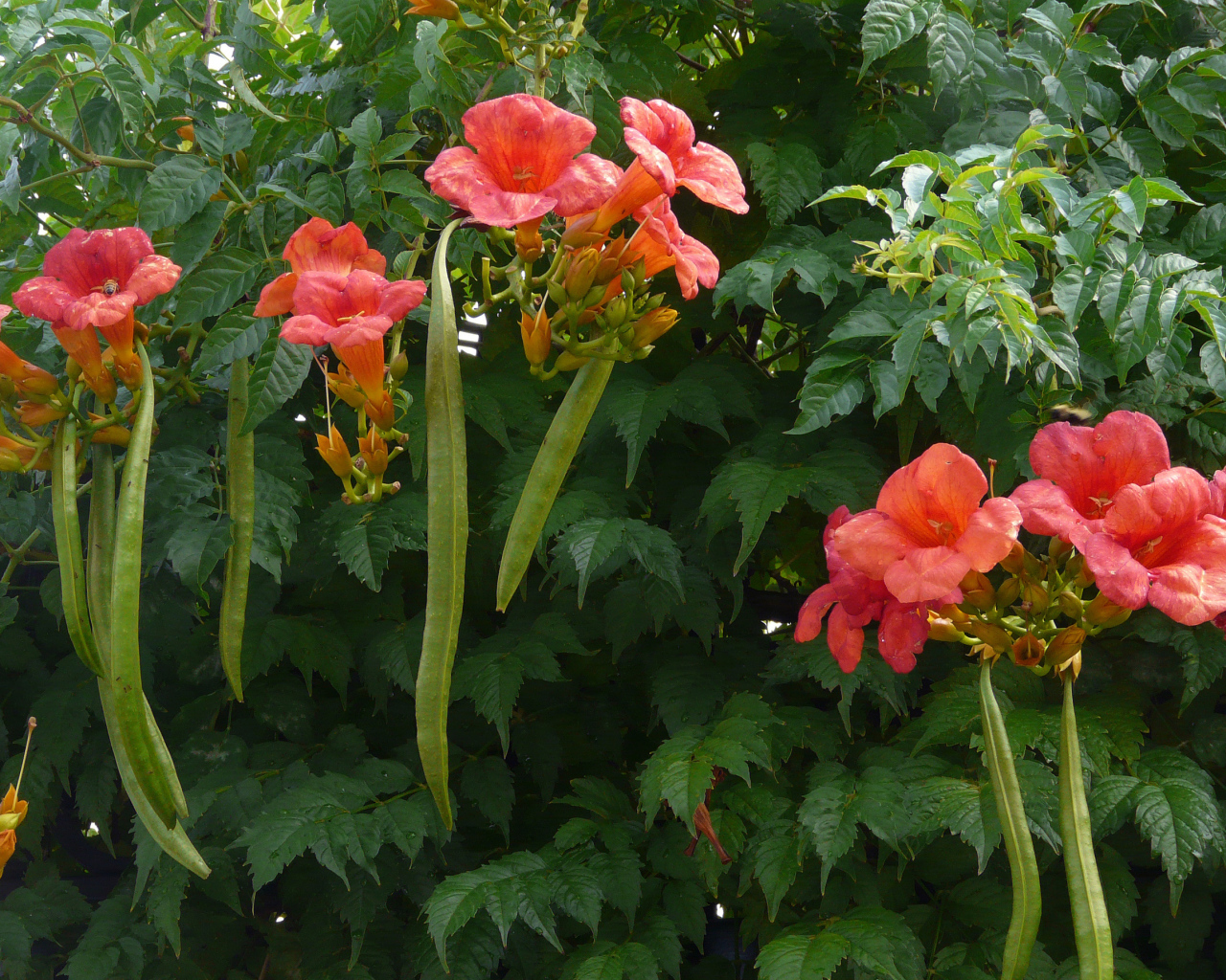 Красные цветы кампсис на кусте с зелеными листьями