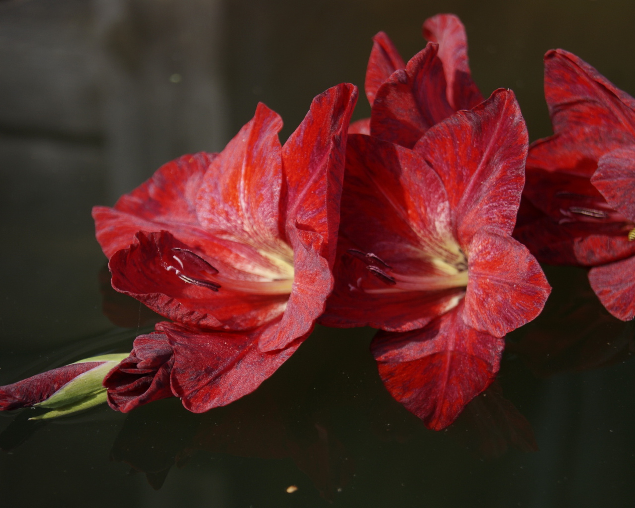 Красный цветок гладиолуса лежит в воде