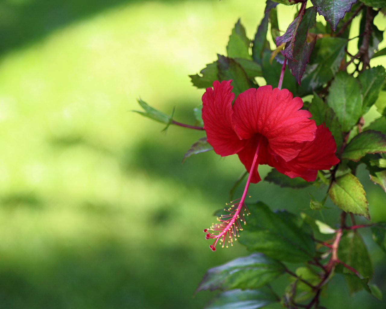 Красный цветок гибискуса с зелеными листьями