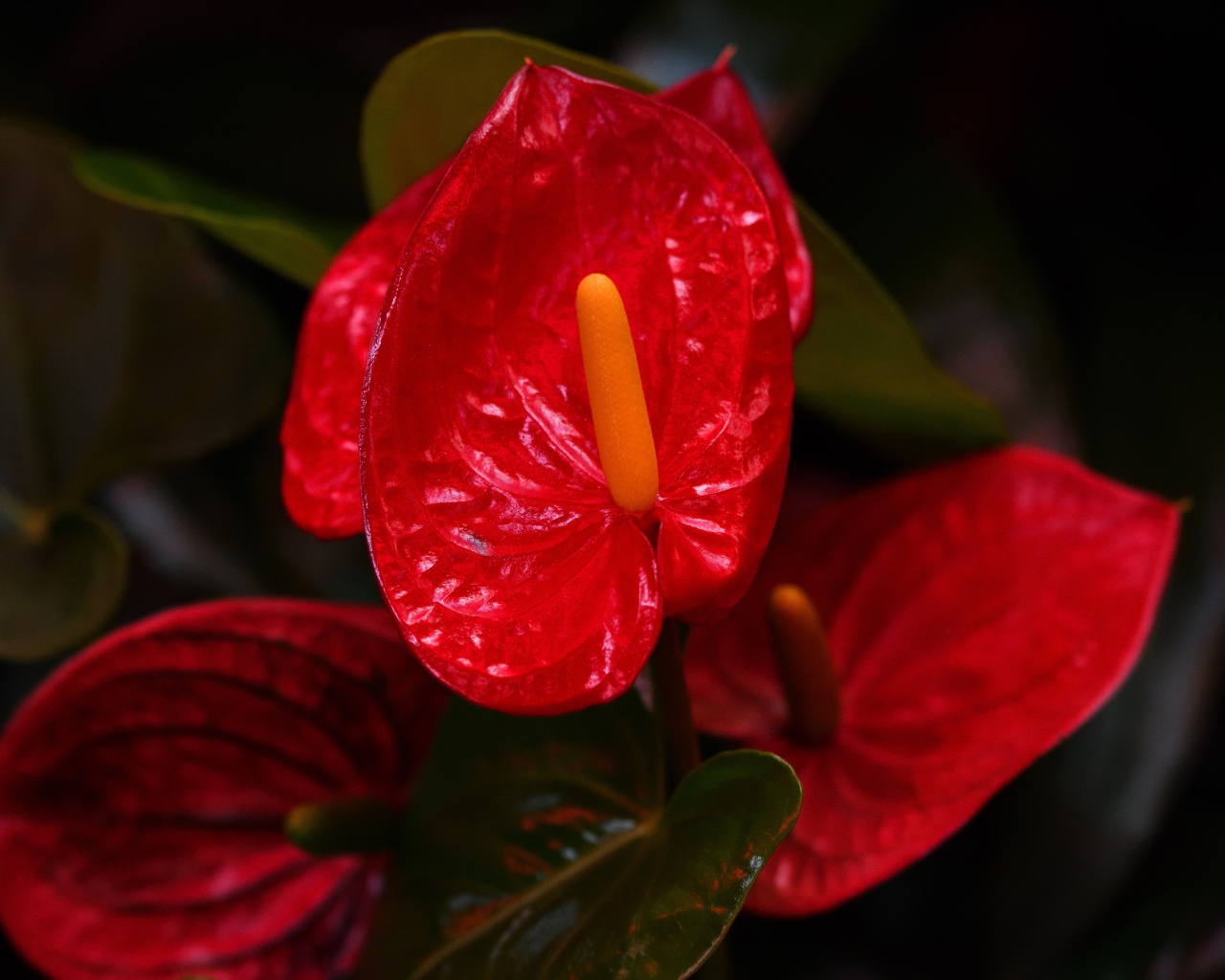 Красные комнатные цветы антуриум крупным планом