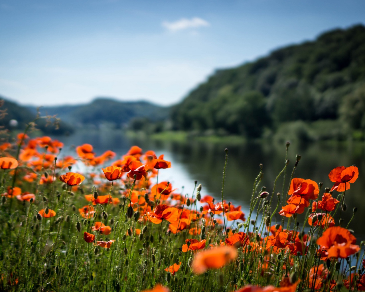Красные маки в лучах солнца у реки