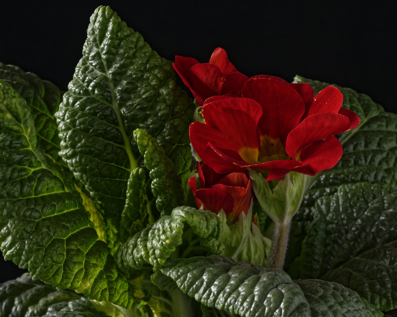Красный цветок примулы в зеленых листьях на черном фоне