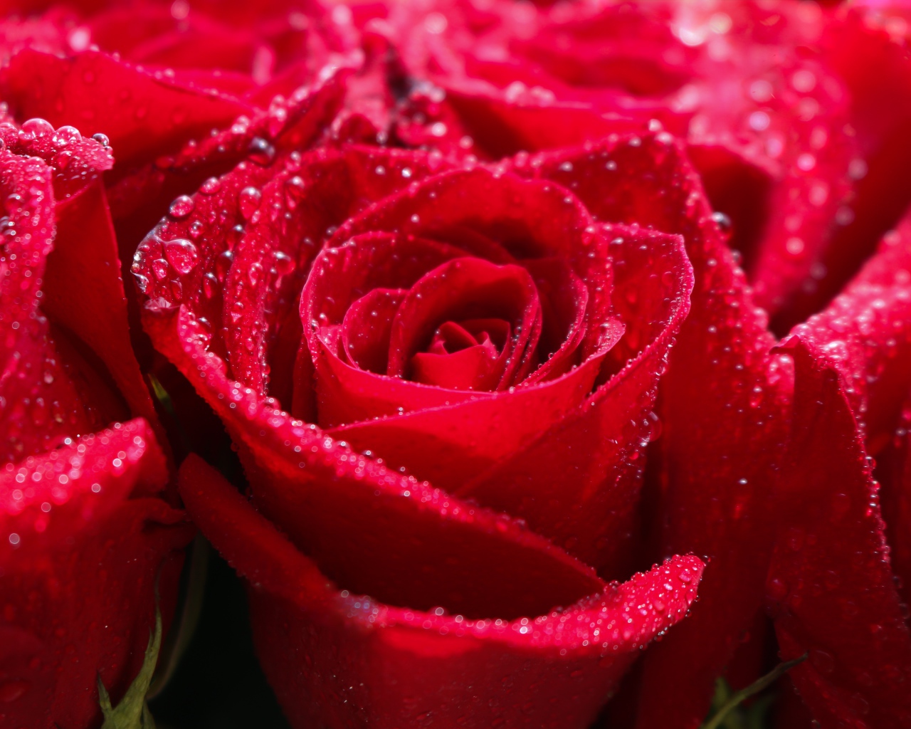 Бутоны красной розы в каплях росы крупным планом