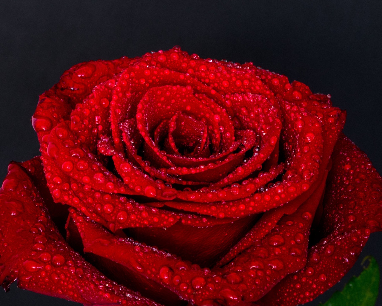 Цветок красной розы в каплях воды на сером фоне