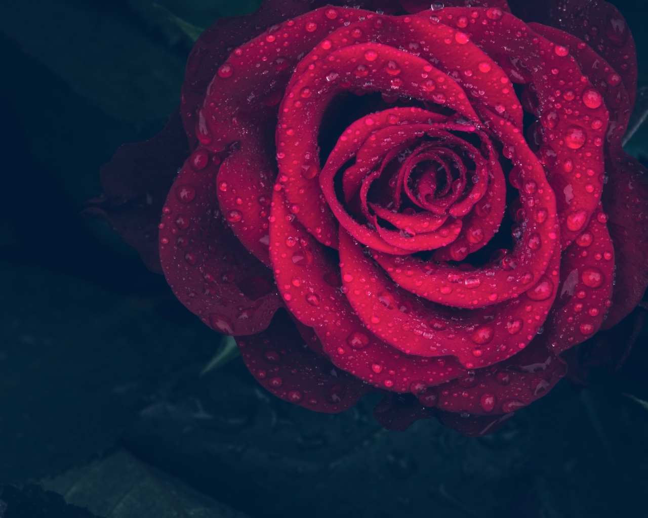 Красная роза в каплях воды на лепестках 