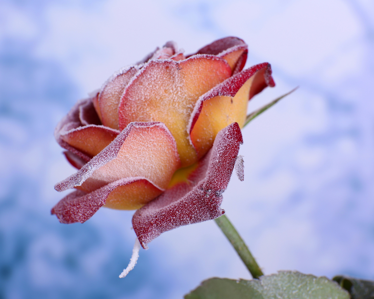 Лепестки красной розы покрыты инеем 