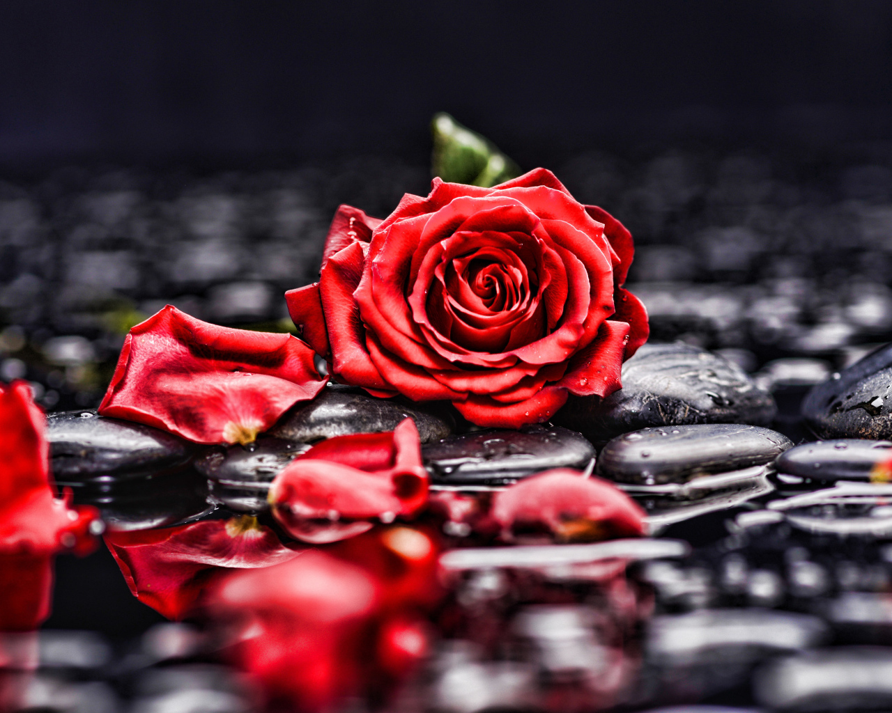 Красная роза с лепестками лежит на мокрых черных камнях