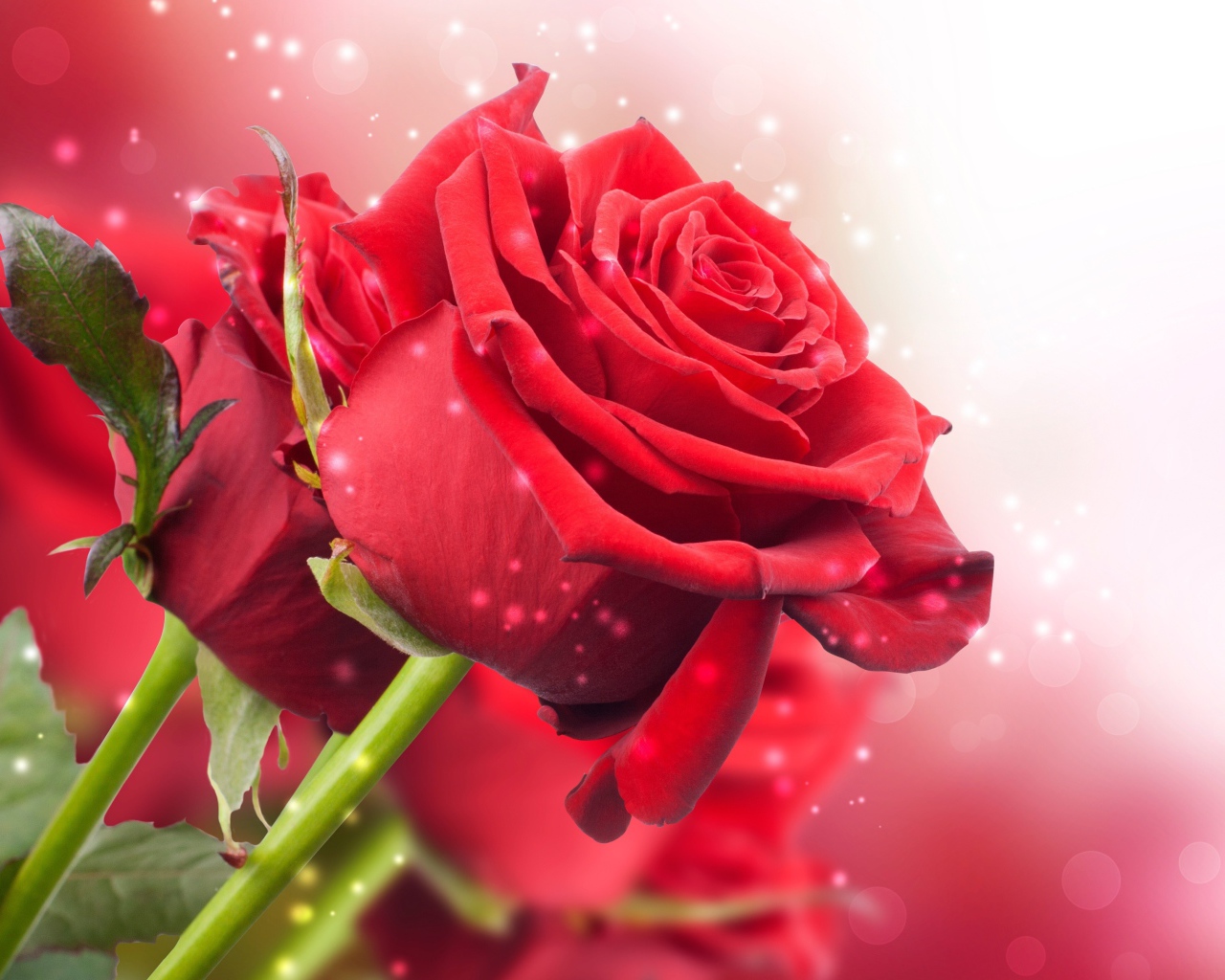 Красные розы на розовом фоне с боке