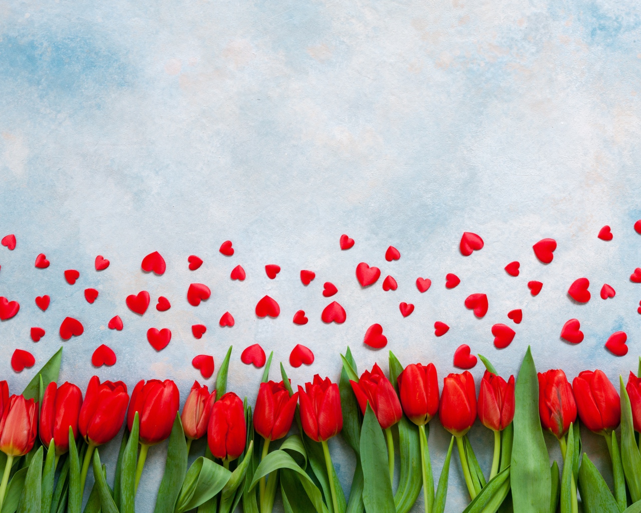 Красные тюльпаны на голубом фоне с красными сердечками