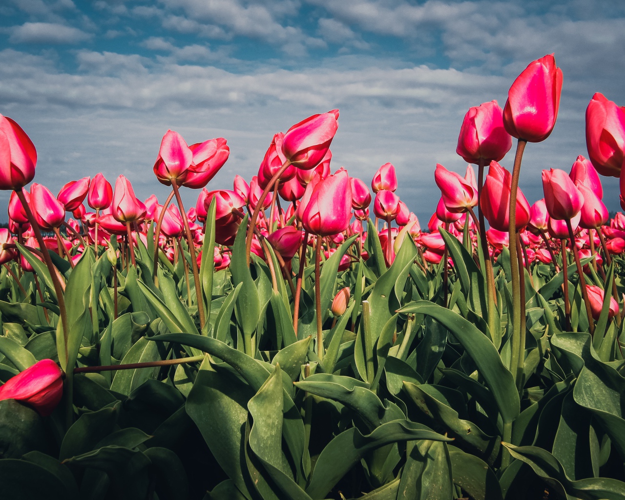 Красные тюльпаны на поле под голубым небом