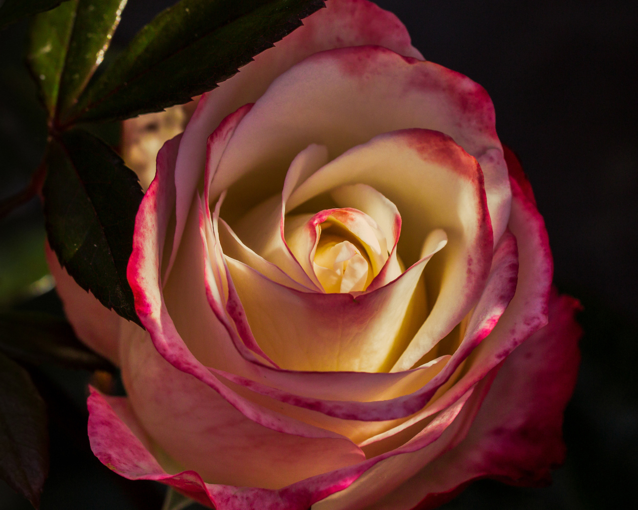 Роза с нежными бело-розовыми лепестками крупным планом