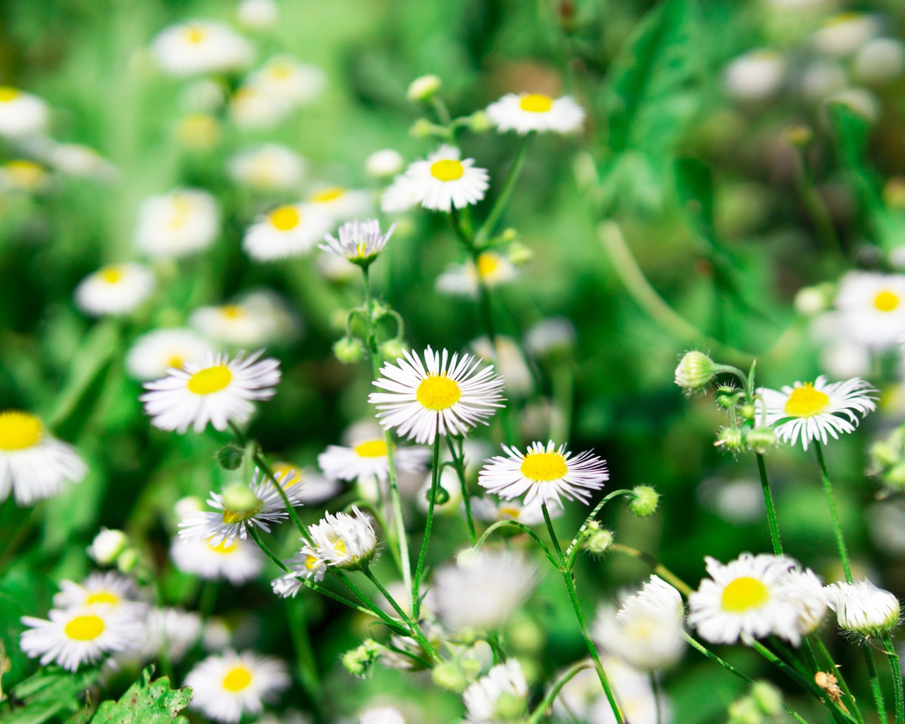 Мелкие белые ромашки крупным планом