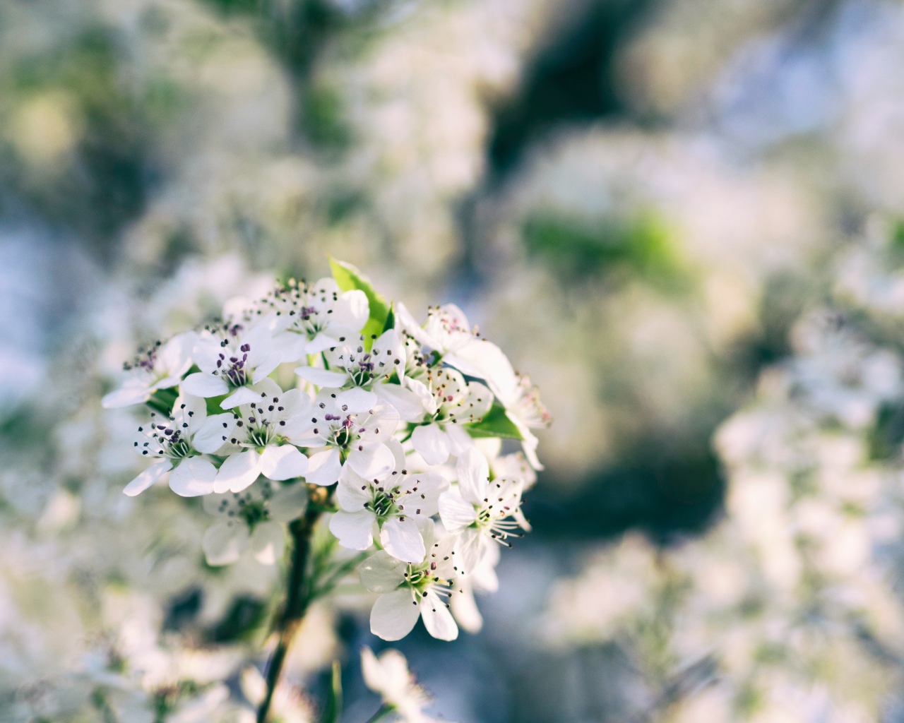 Весенние белые цветы на ветке дерева