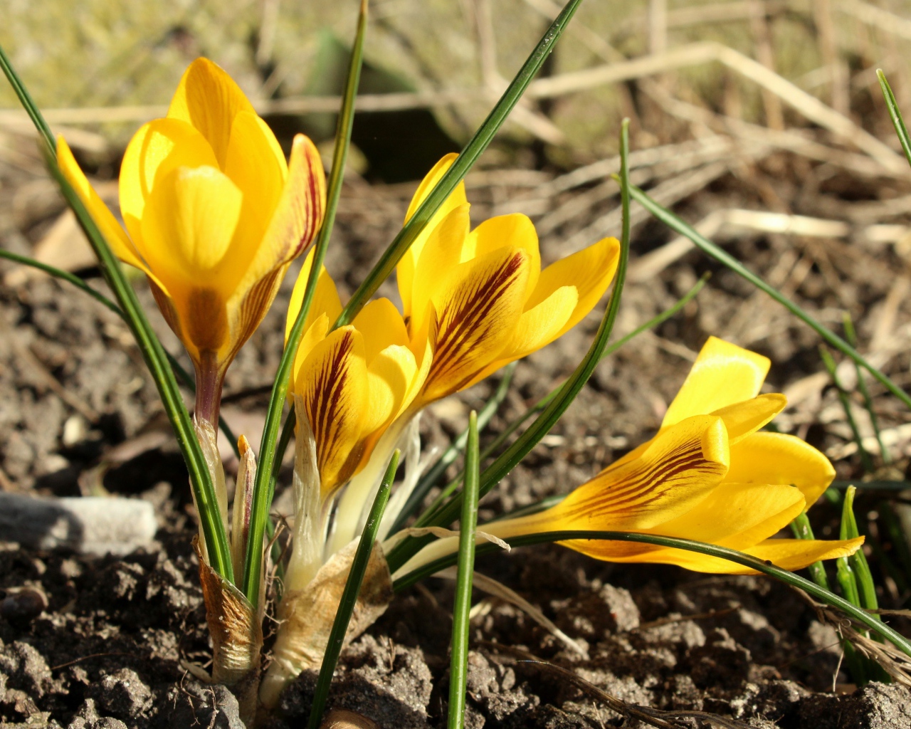 Солнечные желтые крокусы на земле весной