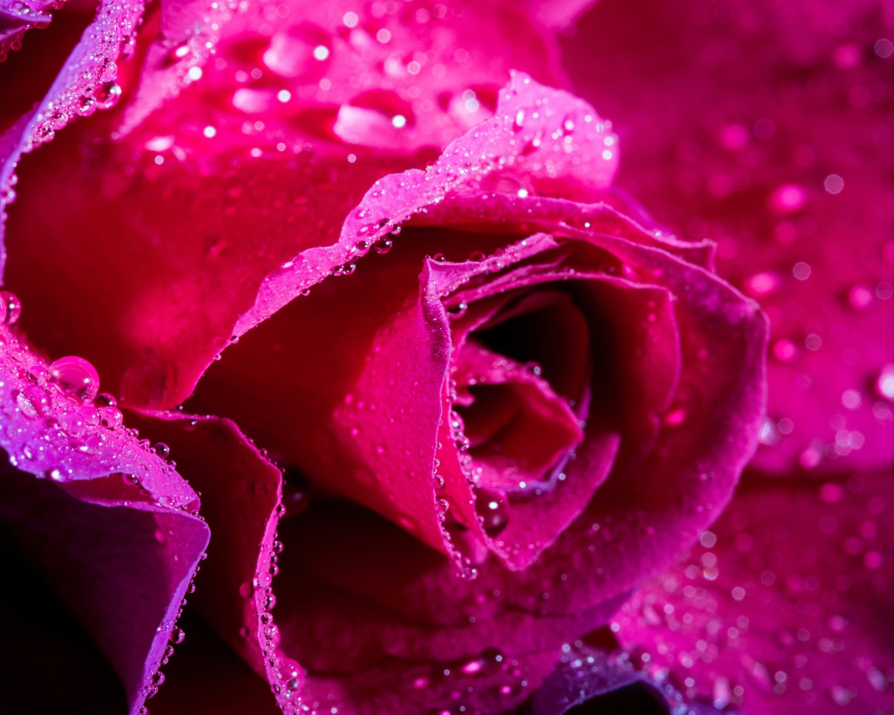 Нежная розовая роза в каплях росы крупным планом